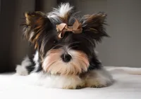 Jazz, a male Yorkshire Terrier for sale in Corona, CA – Photo 2 of 2