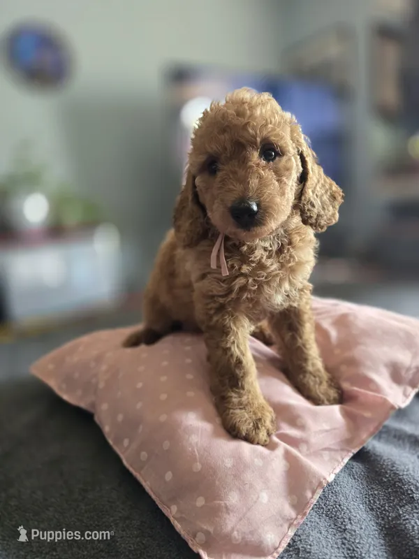 Kat – Goldendoodle puppy for sale in Fort Worth, TX