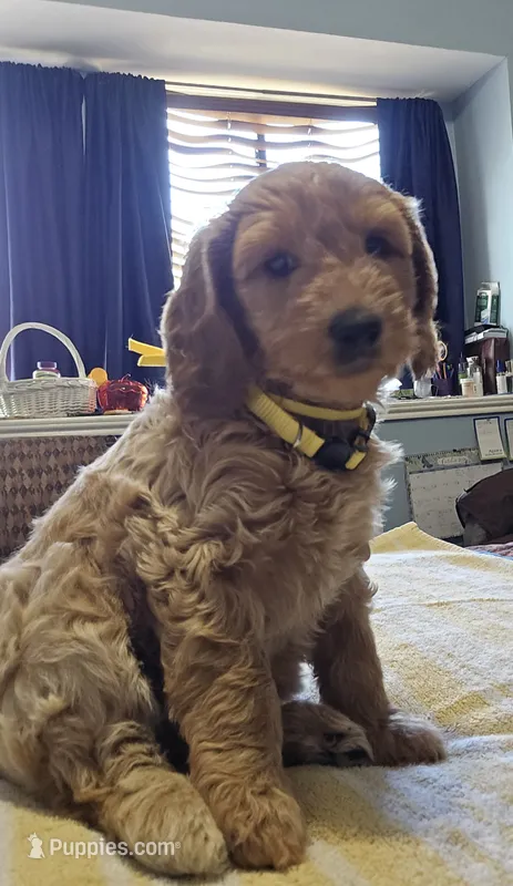 Sunshine – Goldendoodle puppy for sale in Fort Worth, TX