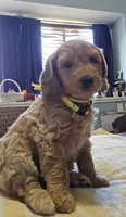 Sunshine, a female Goldendoodle for sale in Fort Worth, TX – 1 of 6