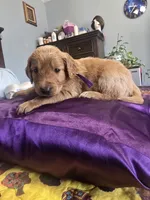 Prince, a male Goldendoodle for sale in Fort Worth, TX – 2 of 2