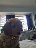 Sunshine, a female Goldendoodle for sale in Fort Worth, TX – 5 of 6