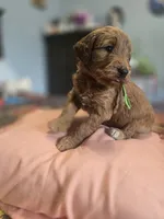 Kat, a female Goldendoodle for sale in Fort Worth, TX – 2 of 2