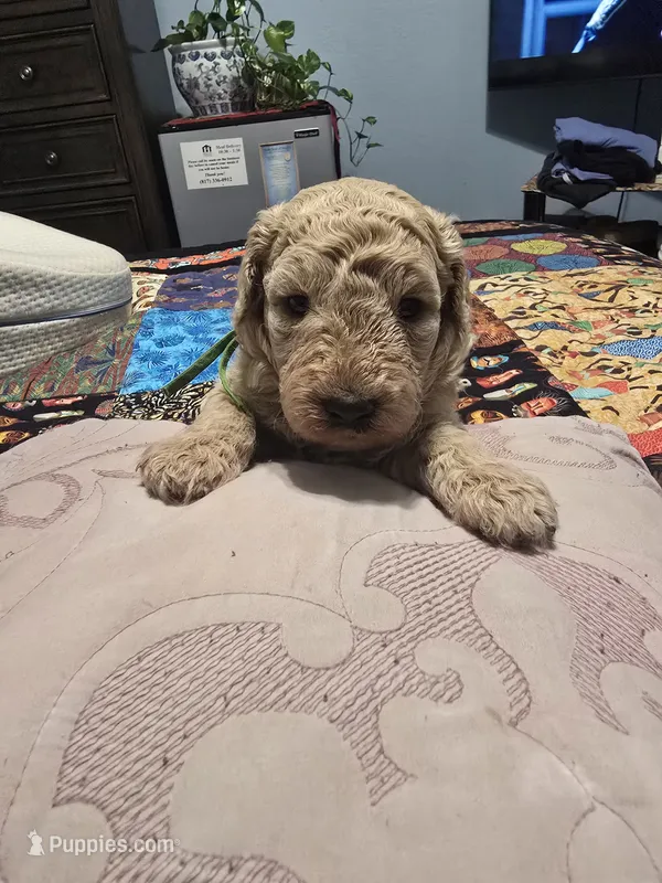 Cindy – Goldendoodle puppy for sale in Fort Worth, TX