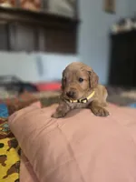 Sunshine, a female Goldendoodle for sale in Fort Worth, TX – 2 of 3