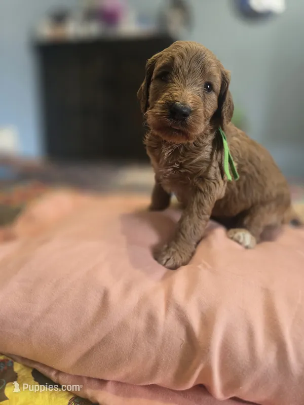 Kat – Goldendoodle puppy for sale in Fort Worth, TX