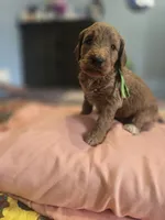 Kat, a female Goldendoodle for sale in Fort Worth, TX – 1 of 2