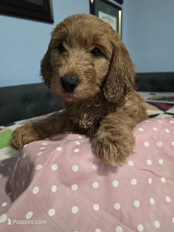 Kat – Goldendoodle puppy for sale in Fort Worth, TX