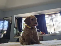 Sunshine, a female Goldendoodle for sale in Fort Worth, TX – 2 of 6