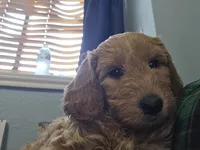 Sunshine, a female Goldendoodle for sale in Fort Worth, TX – 6 of 6