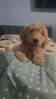 Aleks, a female Goldendoodle for sale in Fort Worth, TX – 4 of 5