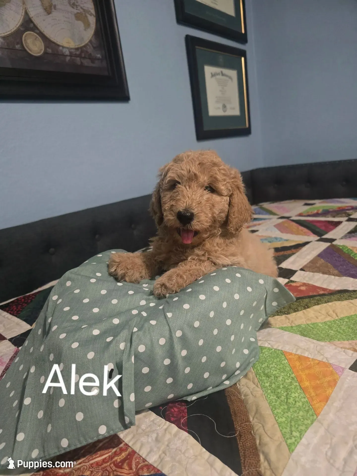 Aleks, a female Goldendoodle for sale in Fort Worth, TX – 1 of 5