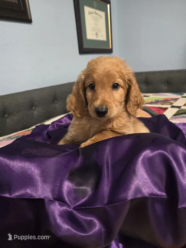 Prince – Goldendoodle puppy for sale in Fort Worth, TX