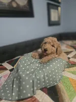 Aleks, a female Goldendoodle for sale in Fort Worth, TX – 2 of 5