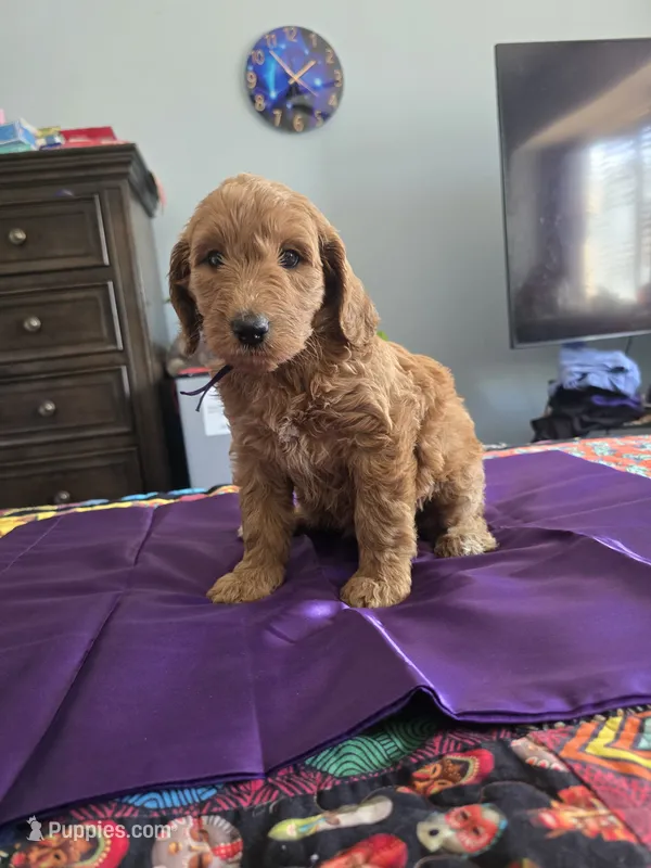 Prince – Goldendoodle puppy for sale in Fort Worth, TX