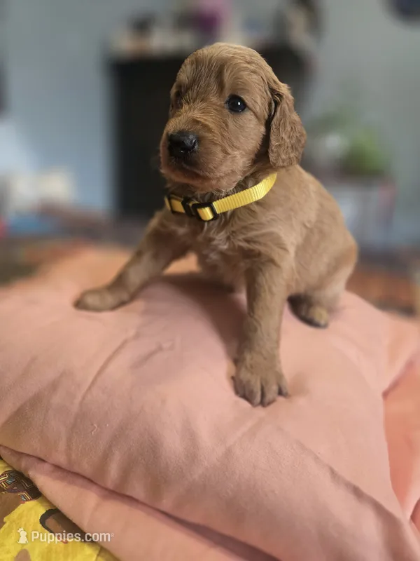 Sunshine – Goldendoodle puppy for sale in Fort Worth, TX