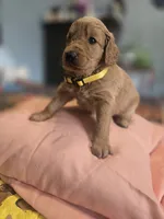 Sunshine, a female Goldendoodle for sale in Fort Worth, TX – 1 of 3