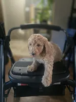 Aleks, a female Goldendoodle for sale in Fort Worth, TX – 5 of 5