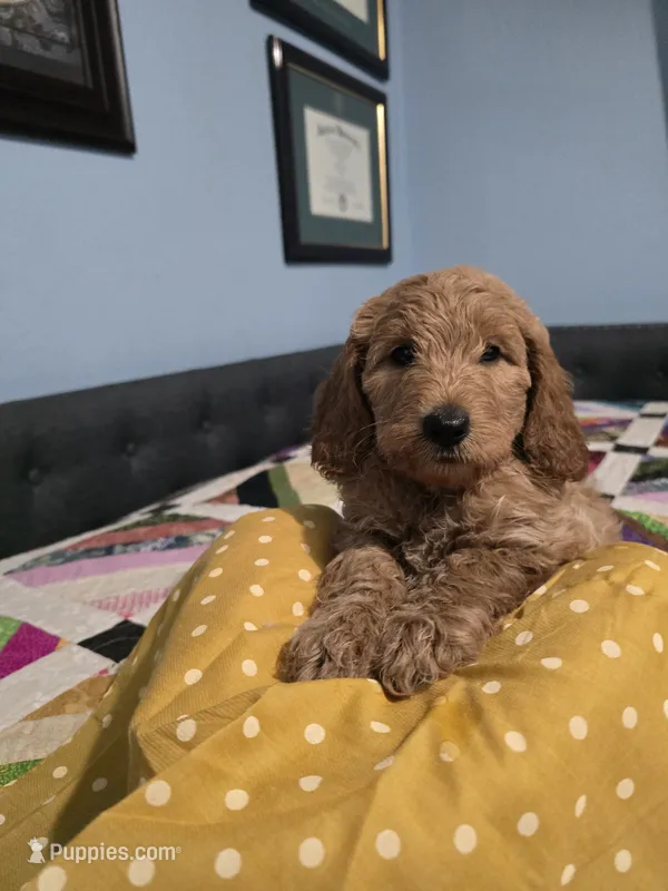 Sunshine – Goldendoodle puppy for sale in Fort Worth, TX