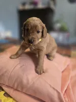 Sunshine, a female Goldendoodle for sale in Fort Worth, TX – 3 of 3