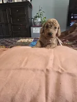 Cinnamon, a female Goldendoodle for sale in Fort Worth, TX – 2 of 2