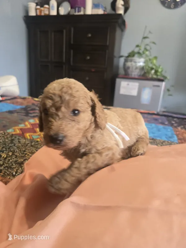 Cinnamon – Goldendoodle puppy for sale in Fort Worth, TX