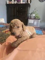 Cinnamon, a female Goldendoodle for sale in Fort Worth, TX – 1 of 2
