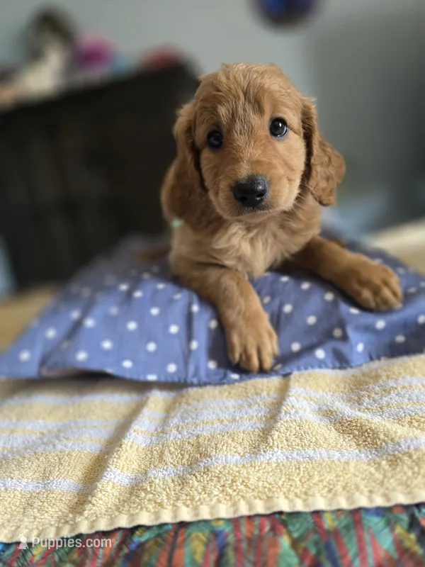 Cinnamon – Goldendoodle puppy for sale in Fort Worth, TX