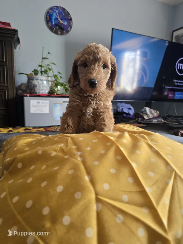 Cindy – Goldendoodle puppy for sale in Fort Worth, TX