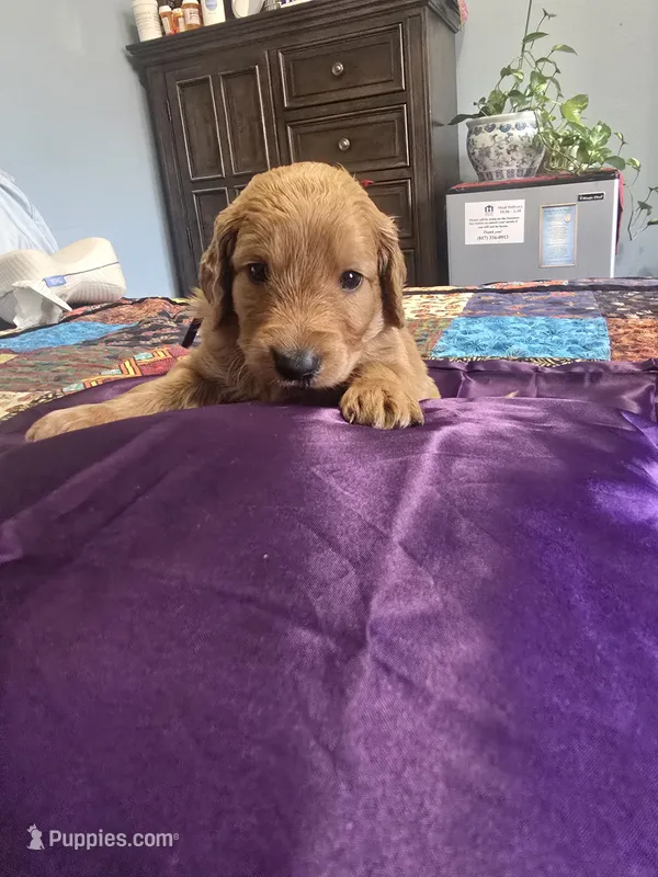 Prince – Goldendoodle puppy for sale in Fort Worth, TX