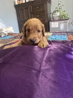 Prince, a male Goldendoodle for sale in Fort Worth, TX – 1 of 2