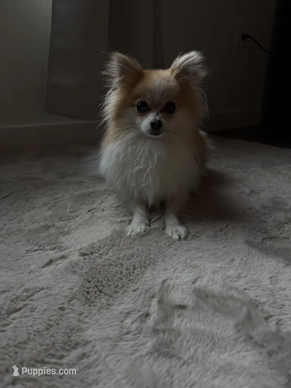 Heidi – Pomeranian puppy for sale in Denver, CO