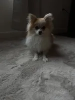 Heidi, a female Pomeranian for sale in Denver, CO – 1 of 4