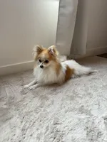 Heidi, a female Pomeranian for sale in Denver, CO – 4 of 4