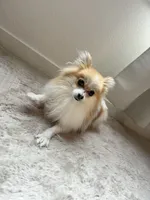 Heidi, a female Pomeranian for sale in Denver, CO – 2 of 4
