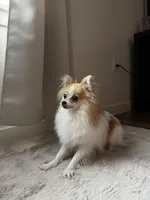Heidi, a female Pomeranian for sale in Denver, CO – 3 of 4