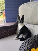 Poppy, a female Boston Terrier for sale in Okemos, MI – 4 of 7