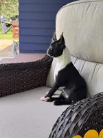 Poppy, a female Boston Terrier for sale in Okemos, MI – 6 of 7