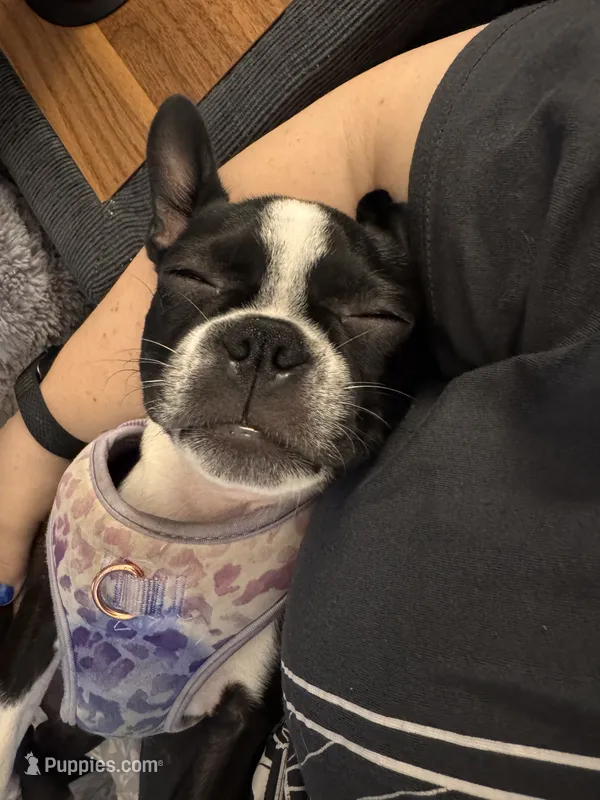 Poppy – Boston Terrier puppy for sale in Okemos, MI