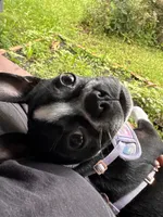 Poppy, a female Boston Terrier for sale in Okemos, MI – 5 of 7