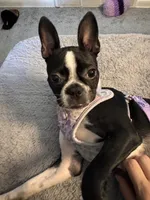 Poppy, a female Boston Terrier for sale in Okemos, MI – 2 of 7
