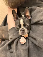 Poppy, a female Boston Terrier for sale in Okemos, MI – 7 of 7