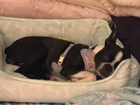 Poppy, a female Boston Terrier for sale in Okemos, MI – 3 of 7