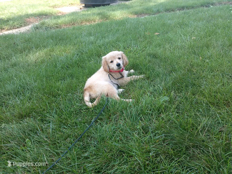 Female #5 Micro chip #1130 – Golden Retriever puppy for sale in Nappanee, IN