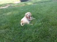 Female #5 Micro chip #1130, a female Golden Retriever for sale in Nappanee, IN – 1 of 4