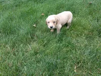 Male # 1, a male Golden Retriever for sale in Nappanee, IN – 4 of 5