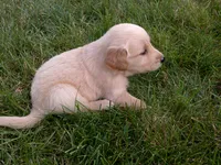 Female # 6, a female Golden Retriever for sale in Nappanee, IN – 4 of 4