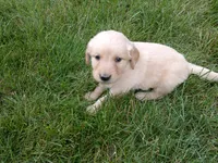Female #4, a female Golden Retriever for sale in Nappanee, IN – 2 of 4