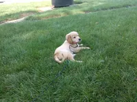 Female #5 Micro chip #1130, a female Golden Retriever for sale in Nappanee, IN – 2 of 4