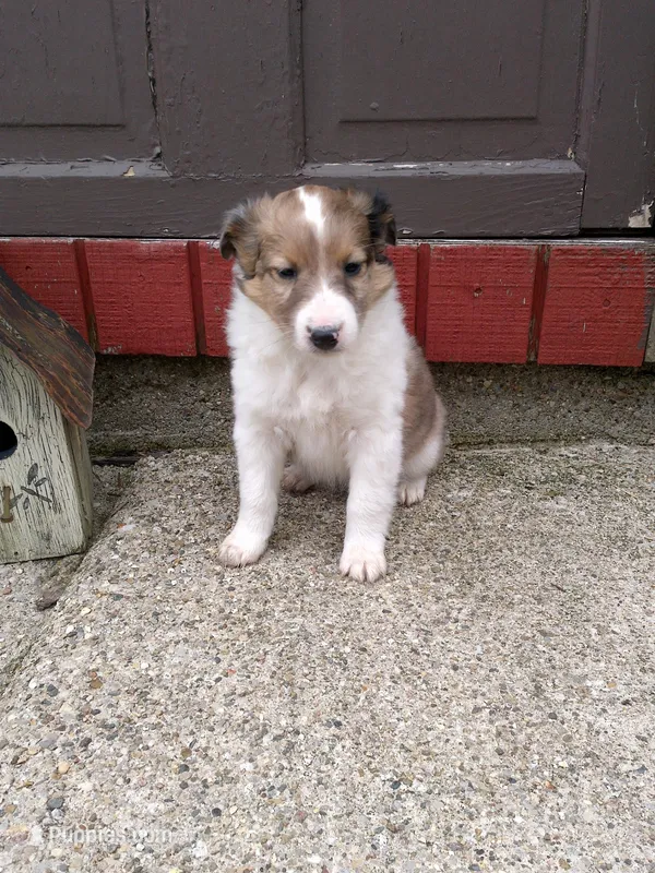 Bonnie – Shetland Sheepdog puppy for sale in Nappanee, IN